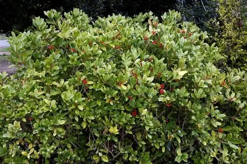 Кустарник скиммии японской