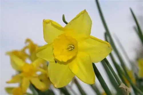 Дикие нарциссы (Narcissus jonquilla)