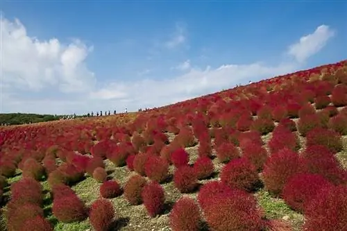 Склон холма, полный красноватого цвета Kochia scoparia