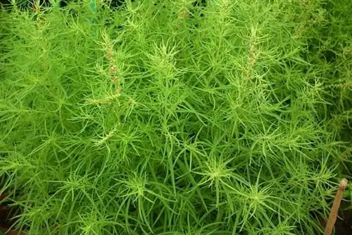 зеленоватые листья Kochia scoparia крупным планом