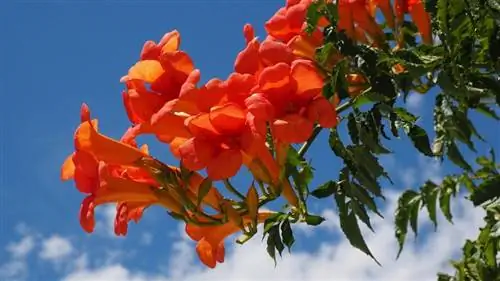 Campsis radicans - сильнорослый вьющийся кустарник.