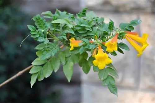 Campsis radicans var. flava, сорт с желтыми цветками