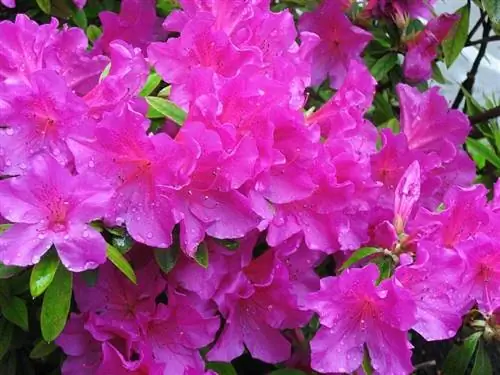 Розовая азалия japonica с каплями дождя на лепестках