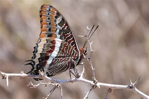 Бабочка Charaxes jasius
