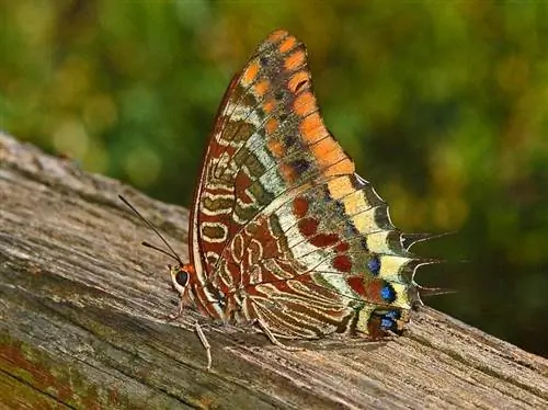 Земляничная бабочка (Charaxes jasius)