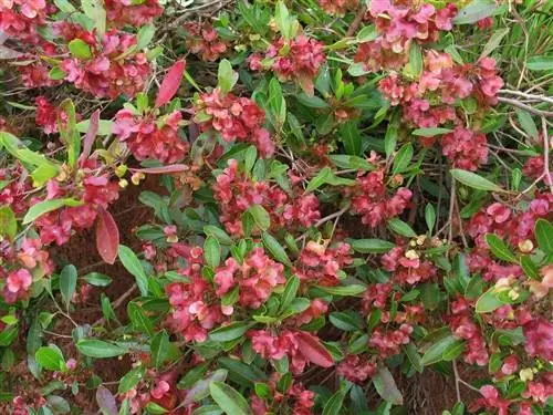 Цветы Гренадильи