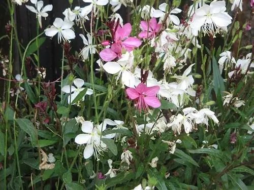 Цветки гаура линдхеймери могут быть белыми или розовыми.