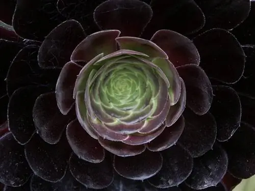 Эониум древесный