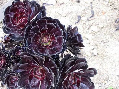 Эониум древесный 'Schwarzkopf'