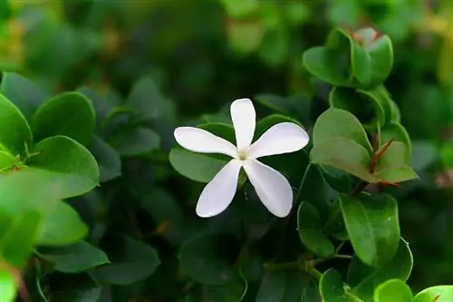 Цветки Carissa macrocarpa белые.