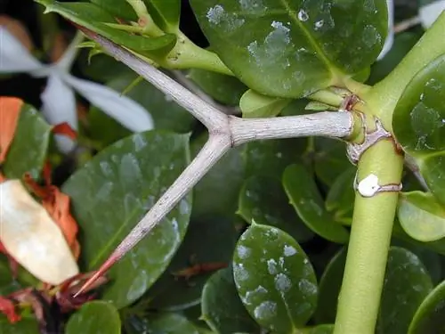 Carissa macrocarpa - колючий кустарник.