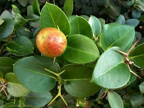 Плоды Carissa macrocarpa круглые.