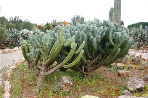 Myrtillocactus geometrizans или garambullo