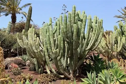 Растение Myrtillocactus geometrizans