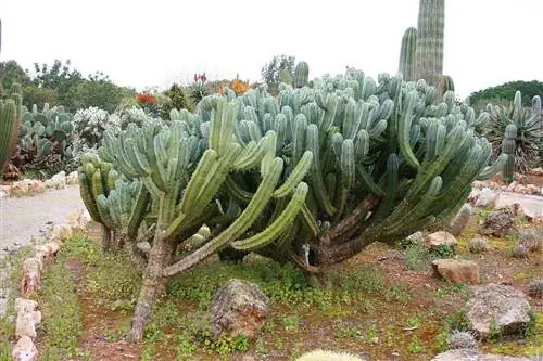Гарамбулло (Myrtillocactus geometrizans)