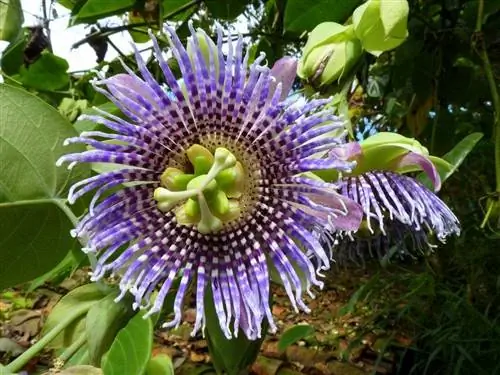 Цветок растения гранадилла