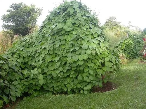 Вид на Passiflora ligularis