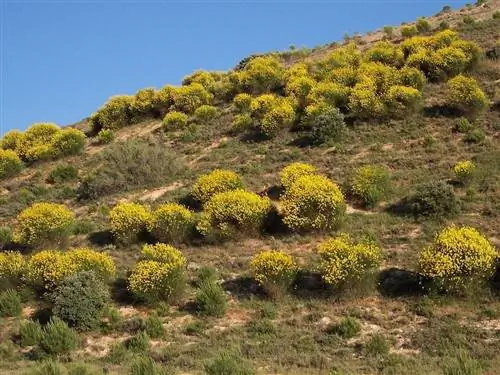 Spartium junceum растет на бедных почвах.