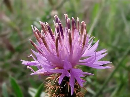 цветок вида растений под названием Centaurea aspera розоватого цвета цветок вида растений под названием Centaurea aspera розоватого цвета