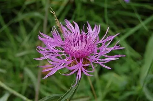изображение розового цветка растения Centaurea aspera крупным планом изображение розового цветка растения Centaurea aspera крупным планом