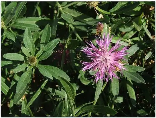крупным планом изображение цветка куста растений под названием Centaurea aspera крупным планом изображение цветка куста растений под названием Centaurea aspera