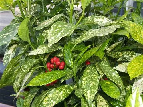 аукуба японская аукуба японская