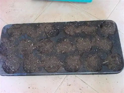 Лоток с землей Лоток с землей