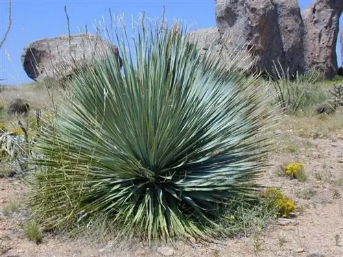 Образец Yucca rostrata Образец Yucca rostrata