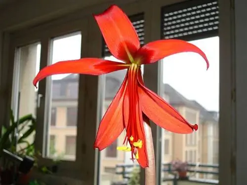 Sprekelia formosissima в цветке Sprekelia formosissima в цветке