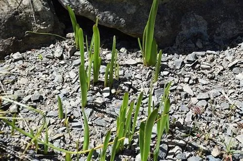 Культура Sprekelia formosissima Культура Sprekelia formosissima