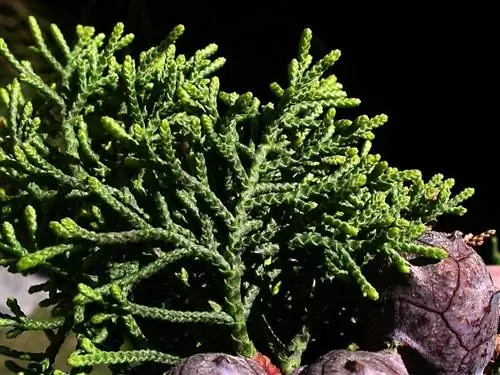 закрыть ветку Cupressus macrocarpa или лимонного кипариса