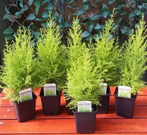 хвойное карликовое дерево в горшке Cupressus macrocarpa