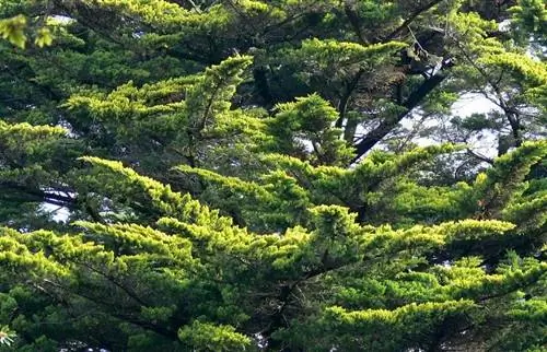 часть дерева Cupressus macrocarpa с зелеными листьями