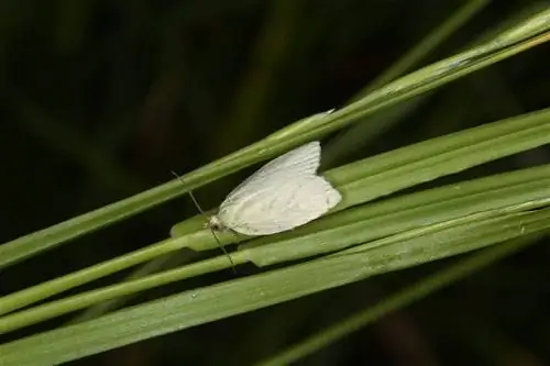 Tortrix viridana, насекомое, удаляющее листья Quercus.