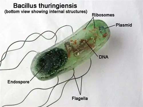 Изображение Bacillus thuringiensis