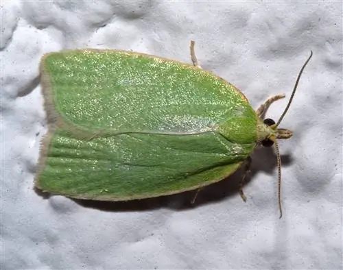 Tortrix viridana (пираль из дуба и каменного дуба)