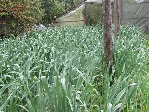 Плантация Allium ampeloprasum в саду