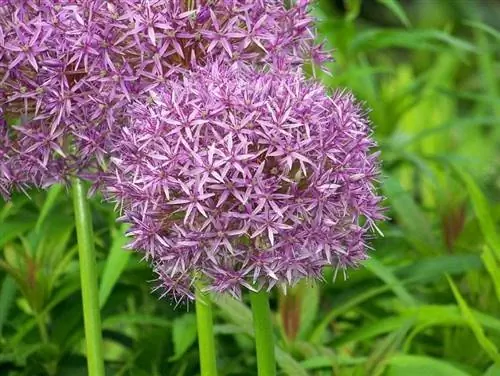 Цветок Allium ampeloprasum розовый.