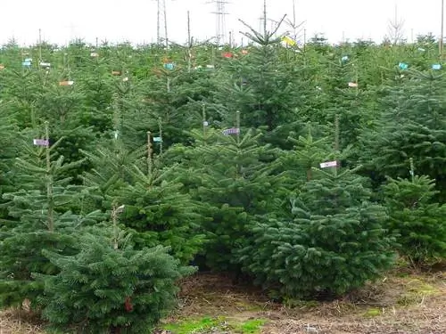 Рождественские ели (Abies nordmanniana)