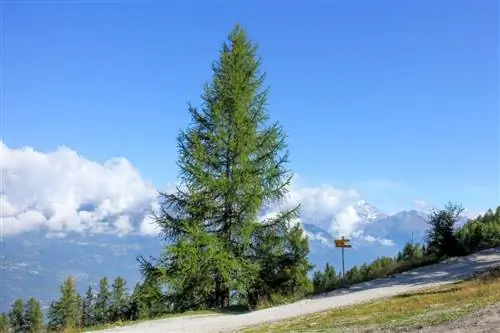 Larix decidua - хвойное дерево с горным климатом.
