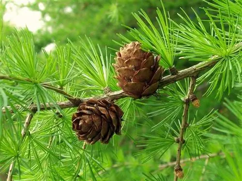 Шишки Larix decidua округлые, с чешуйками.