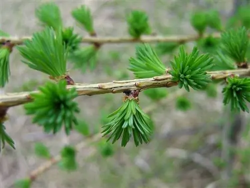 Листья Larix decidua опадающие.