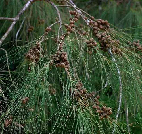 Вид на листья Casuarina cunninghamiana