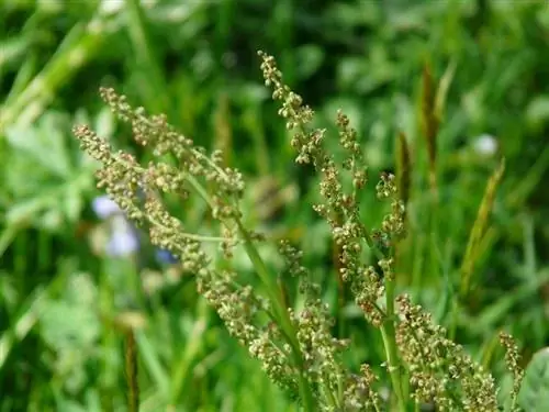 Rumex acetosa - съедобное и лекарственное растение.