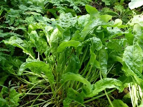 Щавель (Rumex acetosa)
