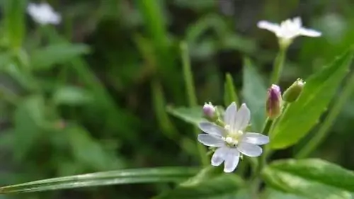 открытый цветок белого растения Epilobium roseum