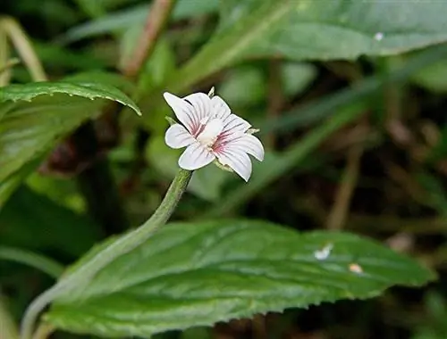 крупным планом изображение цветка Epilobium roseum белого цвета