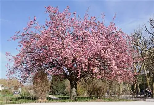 Дерево Prunus serrulata или японская вишня