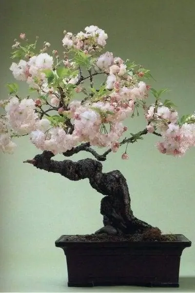 Бонсай из японской вишни или Prunus serrulata