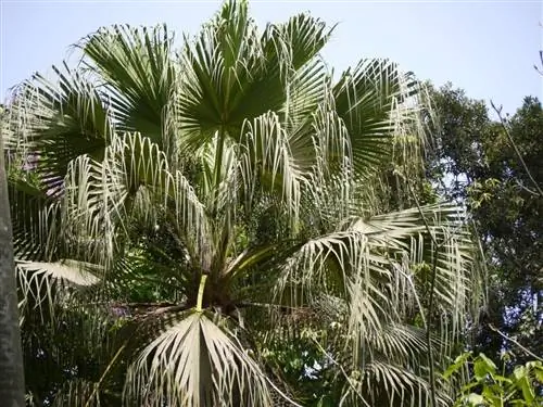 Вид на Livistona chinensis